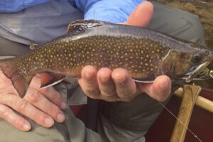 Gates Au Sable Lodge Fishing Report