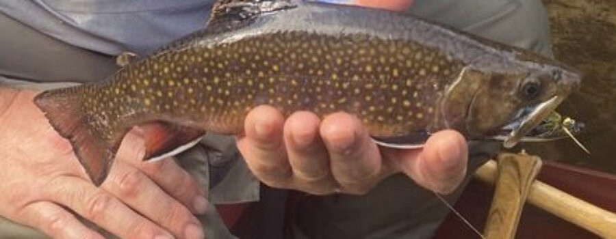 Gates Au Sable Lodge Fishing Report